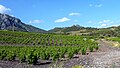 Weinanbau bei Maury, im Hintergrund die Burg Quéribus