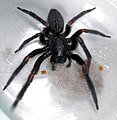 Black house spider (Badumna_insignis)