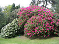 Un grand rhododendron bordant une clairière du bois des Moutiers.