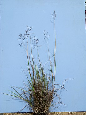 Bothriochloa bladhii