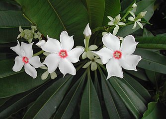 C. manghas flowers