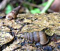 Cochlostoma septemspirale.