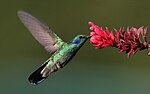 Colibrí libando néctar de una flor