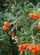 Daphne gnidium – ripe fruits