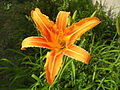 Hemerocallis fulva "Europa"