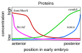 Image 3Gene product distributions along the long axis of the early embryo of a fruit fly (from Evolutionary developmental biology)