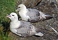 Fulmar do norte, na illa norueguesa de Runde