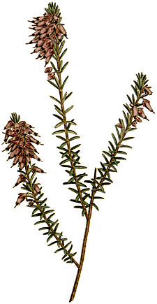 Erica carnea