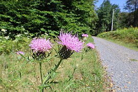 West Virginia flora