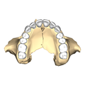 Vista inferior, com dentes.