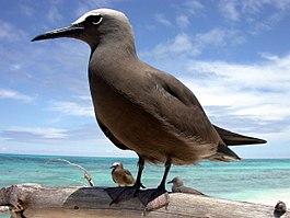 Noddy (Anous stolidus)