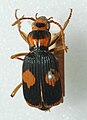 Pheropsophus verticalis (a Bombardier beetle)