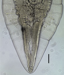 Physaloptera ngoci parasite120003-fig3.tif