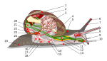 Diagrama de un caracol común de jardín