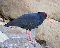 Variable Oystercatcher