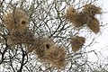 Nests in an acacia tree, Botswana