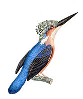 Malagasy Kingfisher