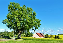 Alte Eiche am westlichen Ortsrand