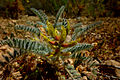 El garbancillo de Tallante (Astragalus nitidiflorus).