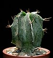 Astrophytum ornatum