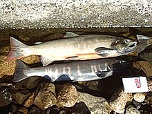 Biwa Trout(Lake Biwa-JP).jpg