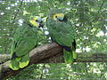 Papagaios-verdadeiros no Tropical Birdland, em Leicestershire, na Inglaterra