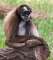 Brown spider monkey Picture of the day for May 31, 2009