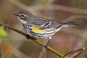 Στεφανοδασοψάλτης (Dendoica coronata)