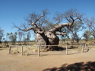 'n Kremetartboom in Derby, Wes-Australië