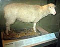 Image 81Dolly the sheep is the first mammal to be cloned from an adult somatic cell. (from 1990s)