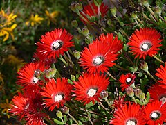 Drosanthemum speciosum