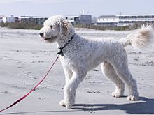 Goldendoodle standing.jpg