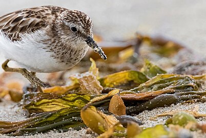 Mærutíta (Calidris minutilla)