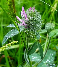 Hirusta (trifolium)