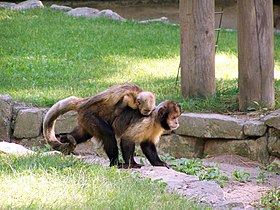 Fêmea com filhote no Zoológico de La Palmyre, em Les Mathes, na França