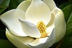 Thumbnail for Magnolia grandiflora