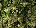 Marchantia polymorpha, studenčni jetrenjak - na zgornji strani steljke so razvite razplodne košarice (brstične skledice).