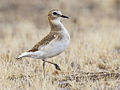 Charadrius montanus