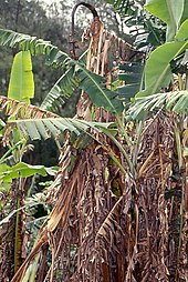 Bananenpflanze mit verwelkten Blättern und Trieben