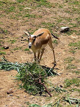 Gazela-persa no Zoológico de San Diego