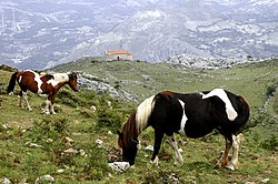 Asturcones in the Morcín landscape