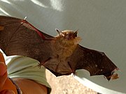 Brown bat