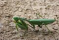 Bogomolka vrste Sphodromantis viridis.