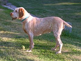 Spinone italiano