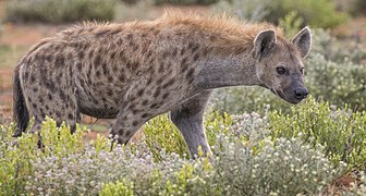 Hyène tachetée dans le parc national d'Etosha (Namibie).