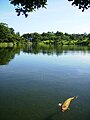 A large carp in the park