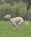 Tazy durante un allenamento nella caccia alla lepre