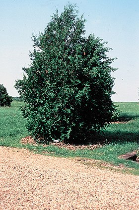 Thuja occidentalis