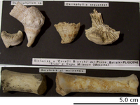 Coralli fossili presenti entro la formazione dei Trubi a Capo Milazzo