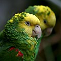 Yellow-headed Amazon parrot